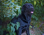 Собаки в Саратове: Вязка лабрадор, 3 500 руб. - фото 2