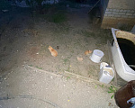 Кошки в Волгограде: Котятки и их мама Девочка, Бесплатно - фото 6