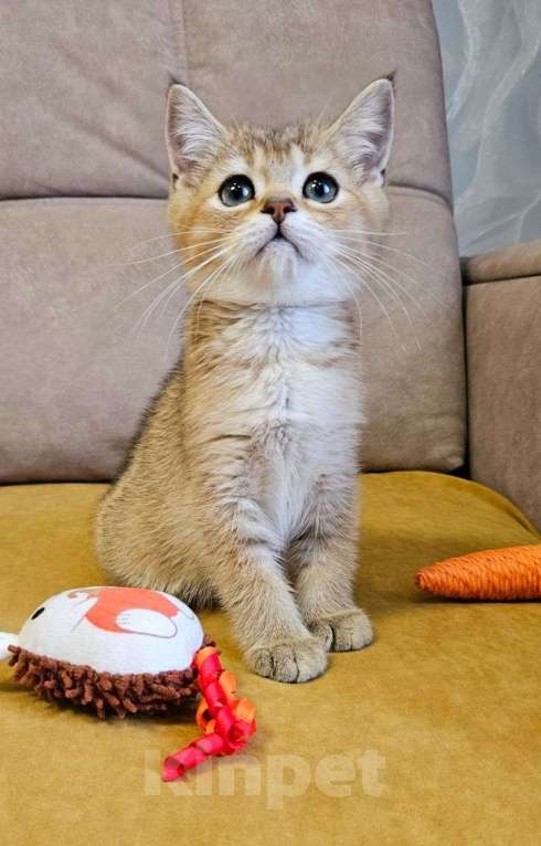 Кошки в Владимире: Шотландский котёнок мальчик Мальчик, Бесплатно - фото 1