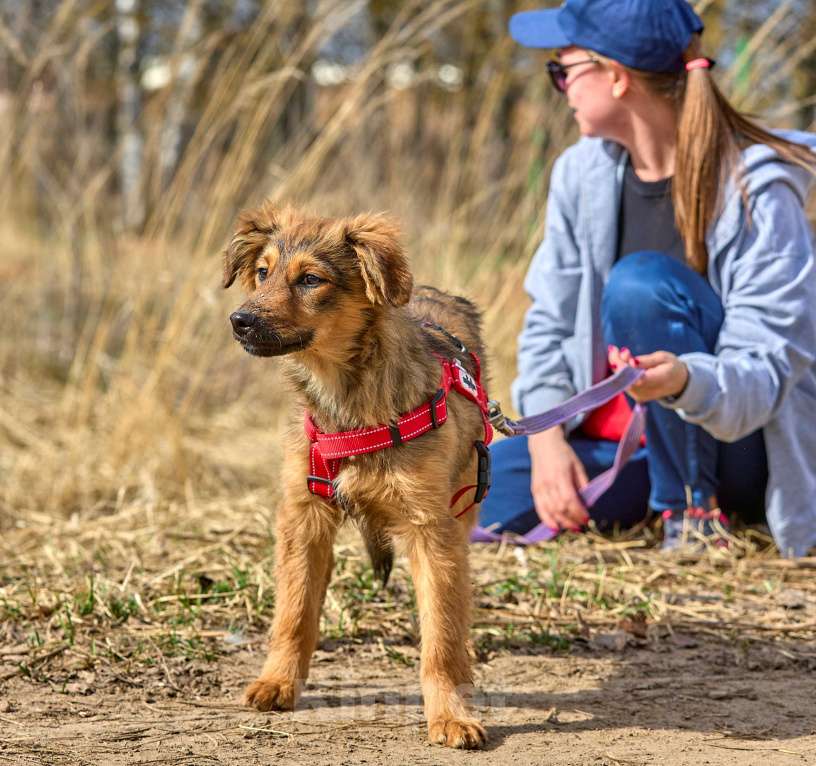 Собаки в Москве: ЗАБЕРИ МЕНЯ из приюта ДОМОЙ  Девочка, Бесплатно - фото 5