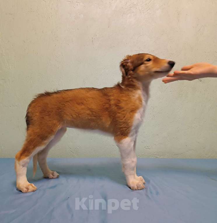 Собаки в Лобне: Светлолесье Русь Девочка, 70 000 руб. - фото 2