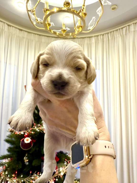 Собаки в других городах Воронежской области: Мальчик  Мальчик, 10 000 руб. - фото 4