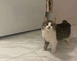 Кошки в Москве: Чудесная кошечка Айка ищет свою семью  Девочка, Бесплатно - фото 1