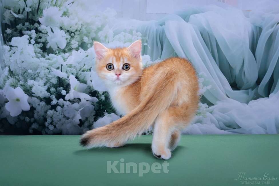 Кошки в Мытищах: Британские котята золотая шиншилла Девочка, 35 000 руб. - фото 5