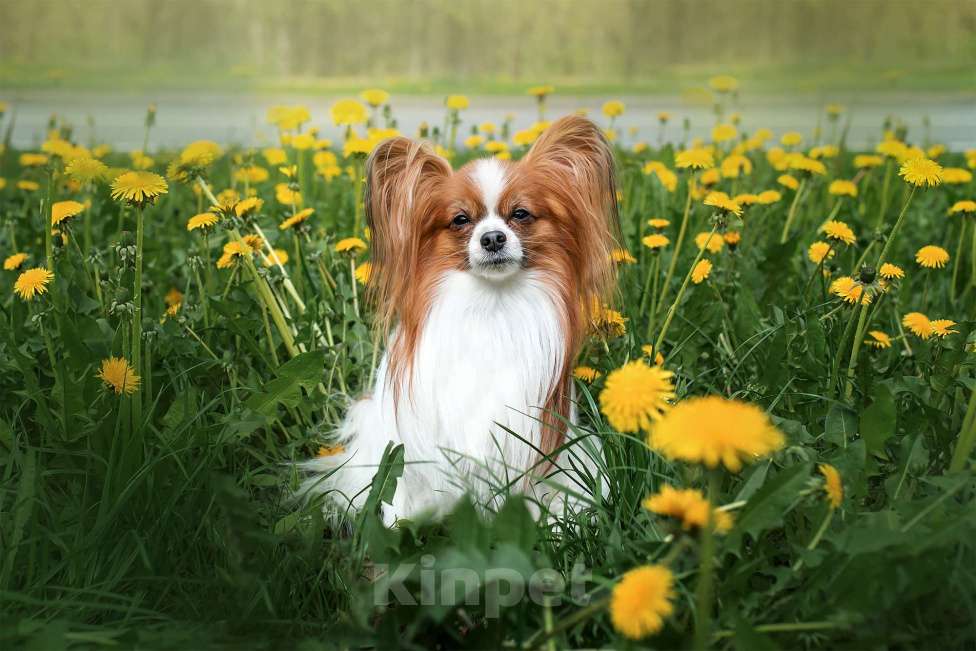 Собаки в Москве: щенки папийона Мальчик, Бесплатно - фото 4