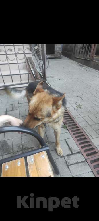 Собаки в Ростове-на-Дону: Пропала собака Мальчик, 1 000 руб. - фото 2