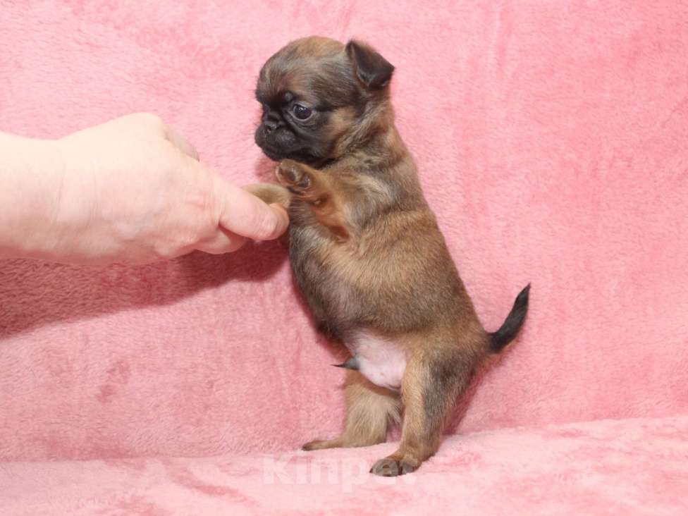 Собаки в Санкт-Петербурге: Щенок пти брабансона  Мальчик, 80 000 руб. - фото 7