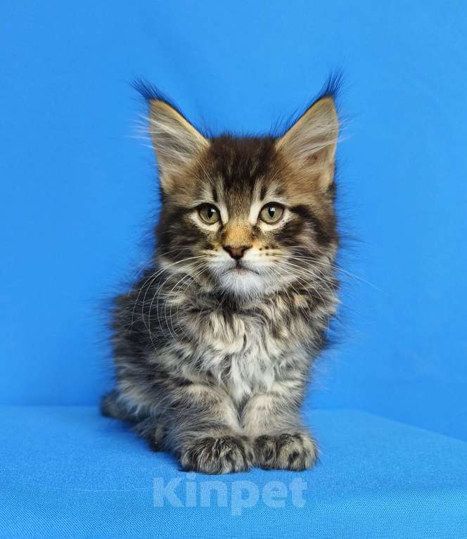 Кошки в Москве: Котёнок Мейн - Кун Мальчик Мальчик, 65 000 руб. - фото 3