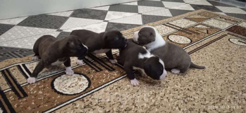 Собаки в Нижнем Новгороде: Щенки американского стаффордширского терьера Мальчик, 20 000 руб. - фото 1