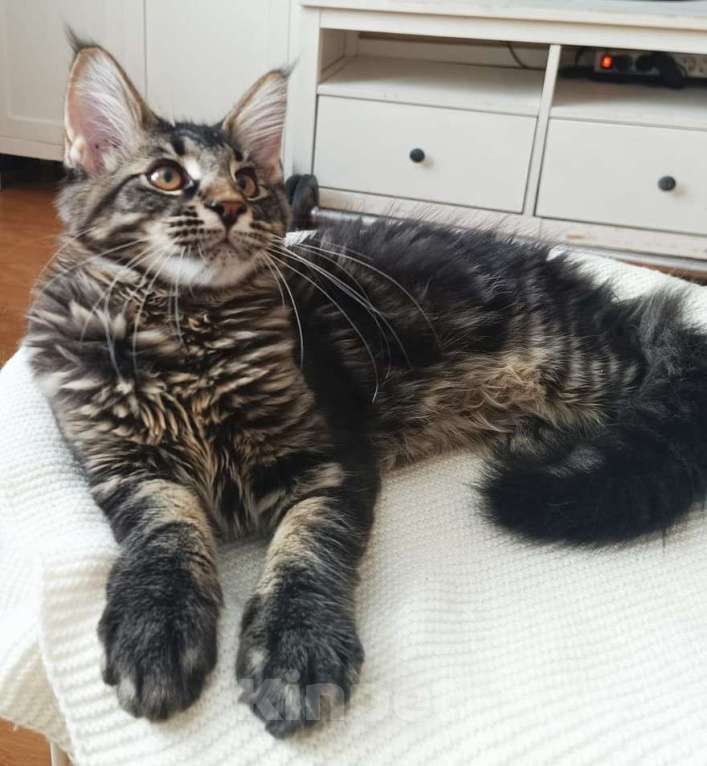 Кошки в Ростове-на-Дону: Великолепный котенок Мэйн-кун Мальчик, Бесплатно - фото 2