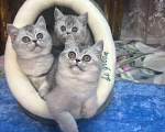 Кошки в Москве: серебристая шиншилла Девочка, 20 000 руб. - фото 2