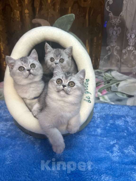 Кошки в Москве: серебристая шиншилла Девочка, 20 000 руб. - фото 2