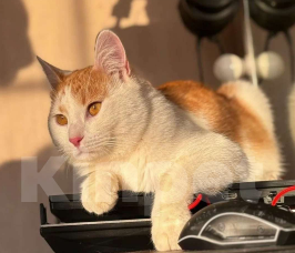 Кошки в Москве: Котик в добрые руки Мальчик, Бесплатно - фото 10