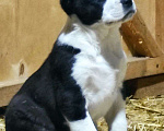 Собаки в Краснодаре: Продам щенков среднеазиатской овчарки(алабай) Мальчик, 20 000 руб. - фото 1