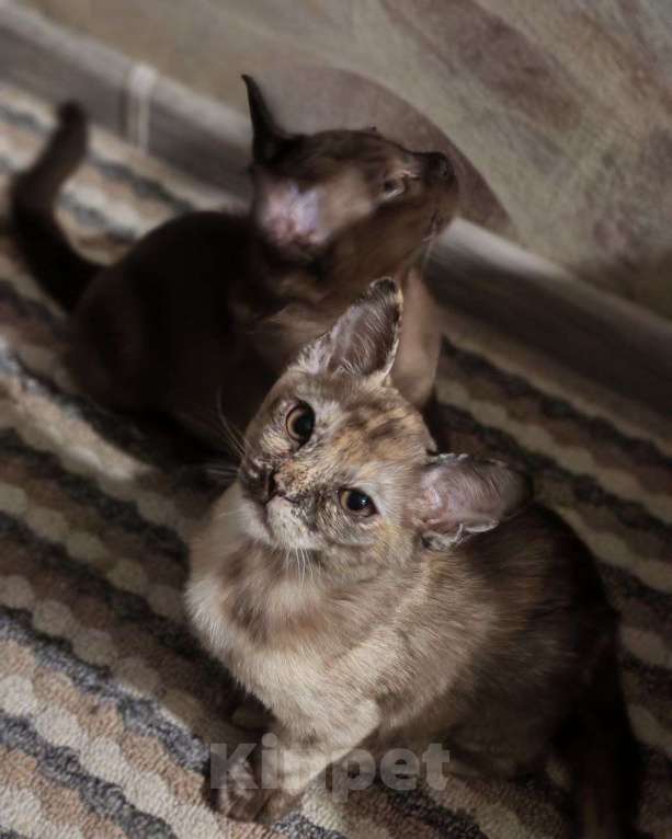 Кошки в Серпухове: Бурма, девочка Девочка, 14 000 руб. - фото 7