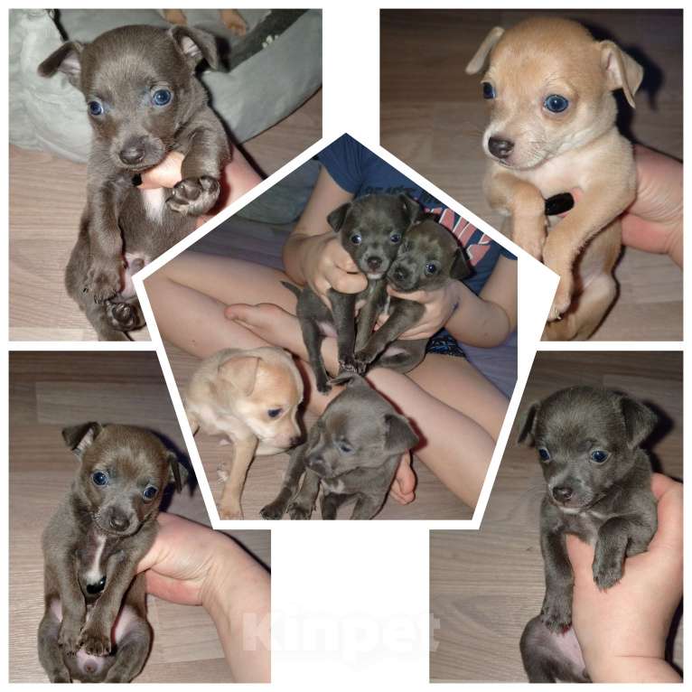 Собаки в Вышнем Волочке: Продам Щенков Разнополые, 17 000 руб. - фото 1