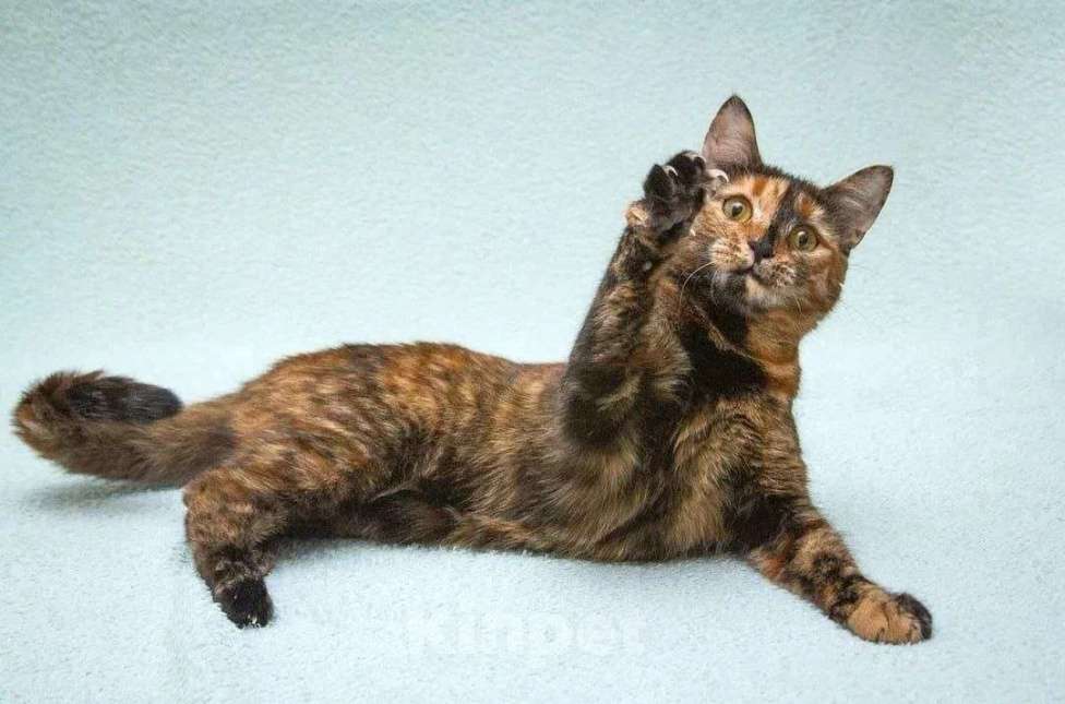 Кошки в Москве: Карамелька - кошка-химера с двумя ликами счастья Девочка, Бесплатно - фото 2