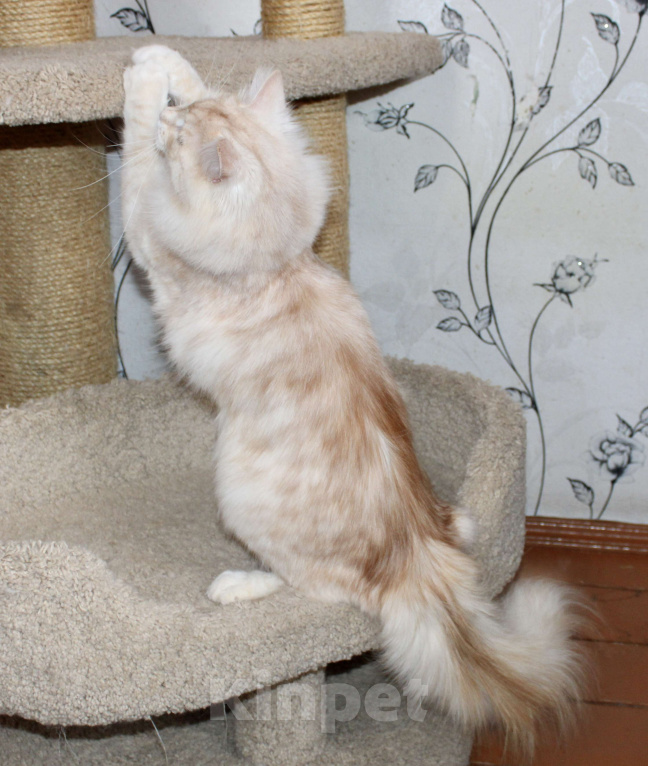 Кошки в Тюмени: Сибирский котёнок Мальчик, 35 000 руб. - фото 6