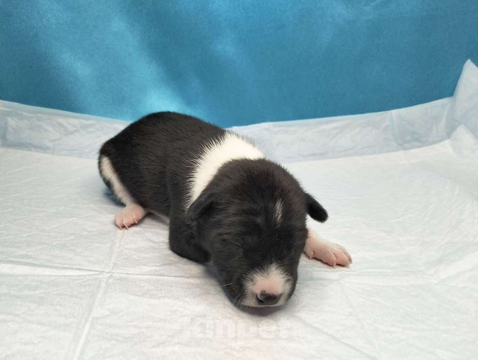 Собаки в Москве: Щенки басенджи черного окраса  Мальчик, 50 000 руб. - фото 3