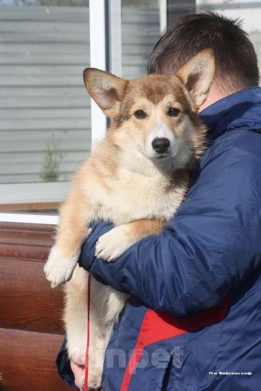 Собаки в Москве: Щенок вельш корги мальчик. Мальчик, 40 000 руб. - фото 7