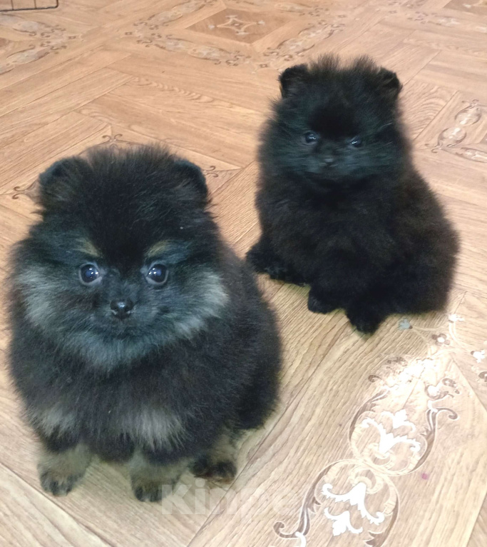 Собаки в Волгограде: Шпицуля брюнетка Девочка, 30 000 руб. - фото 1