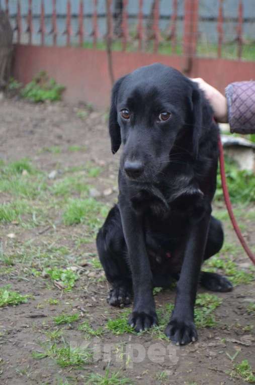 Собаки в Ростове-на-Дону: РОККИ СРОЧНО ИЩЕТ ДОМ Мальчик, Бесплатно - фото 6