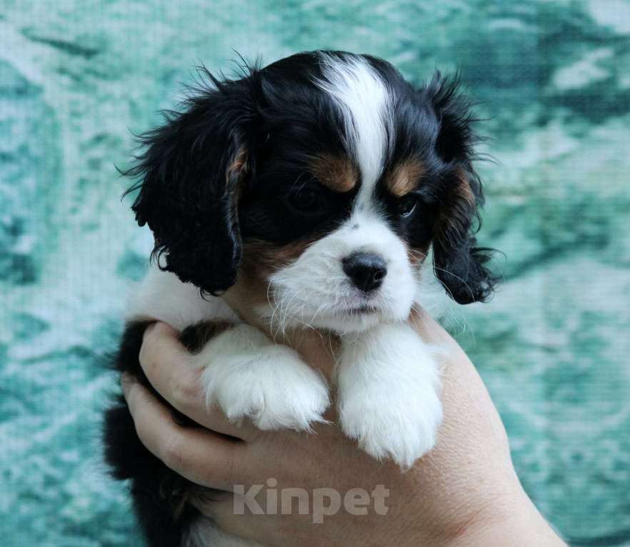 Собаки в Челябинске: продам щенка кавалер кинг чарльз спаниель Мальчик, 80 000 руб. - фото 4