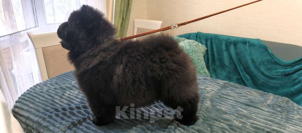 Собаки в Чебоксарах: Черный мальчик чау чау Мальчик, 50 000 руб. - фото 1