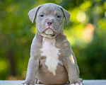 Собаки в Королеве: Американский булли покет Мальчик, 160 000 руб. - фото 3