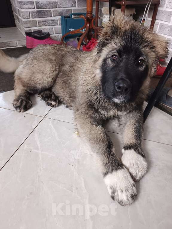 Собаки в Балашихе: Продам щенка кавказской овчарки Девочка, 30 000 руб. - фото 4