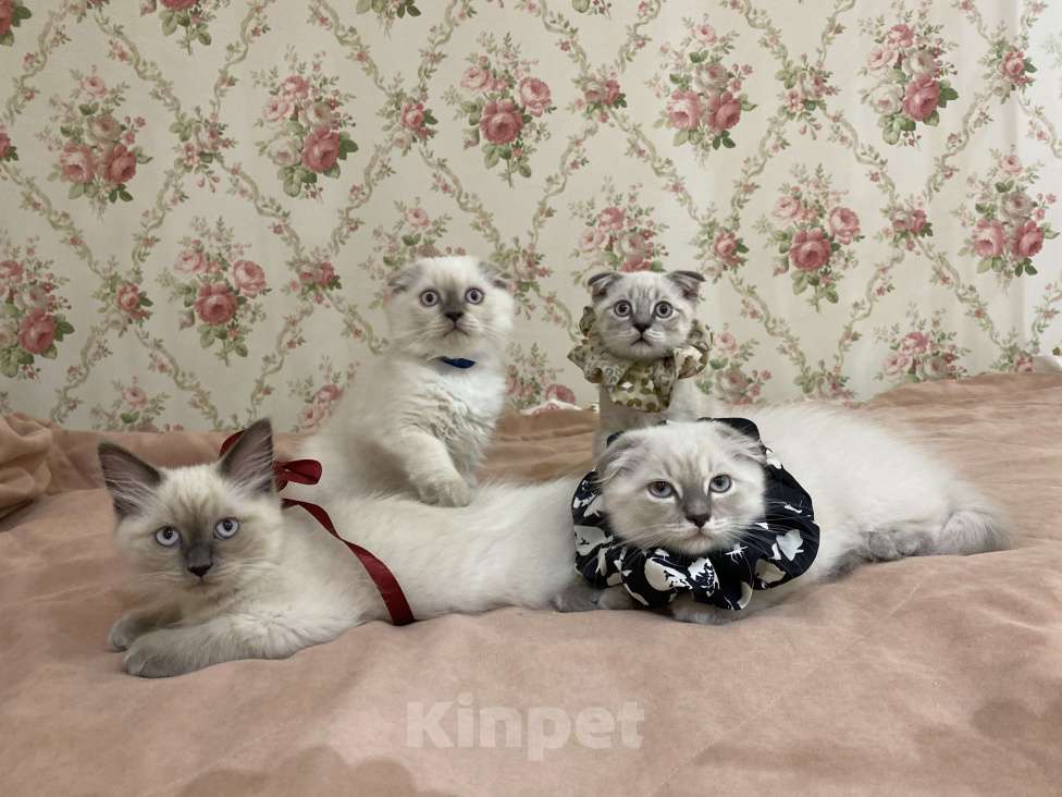 Кошки в Белгороде: Котенок шотландский мальчик Мальчик, Бесплатно - фото 2