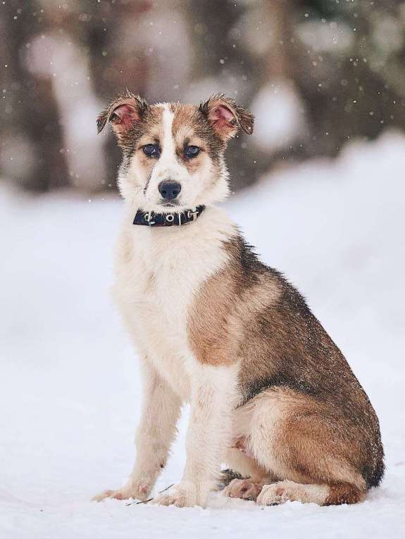 Собаки в Лосином-Петровском: Валдай якутенок прирожденный охранник Мальчик, Бесплатно - фото 5