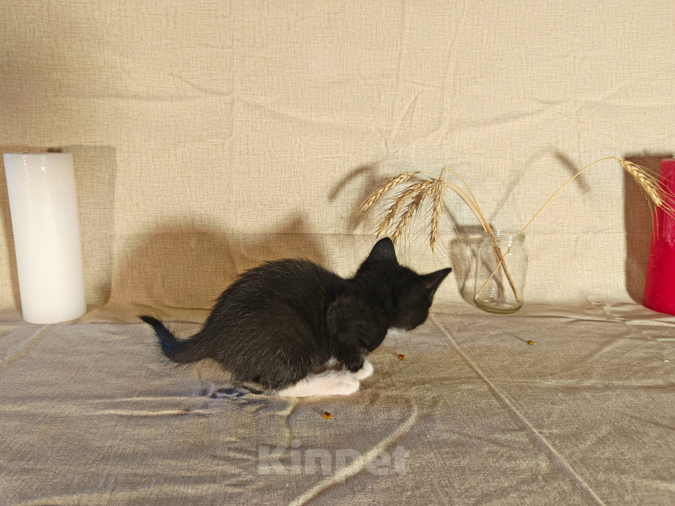 Кошки в других городах Воронежской области: Котёнок девочка, в добрый руки Девочка, 10 руб. - фото 6