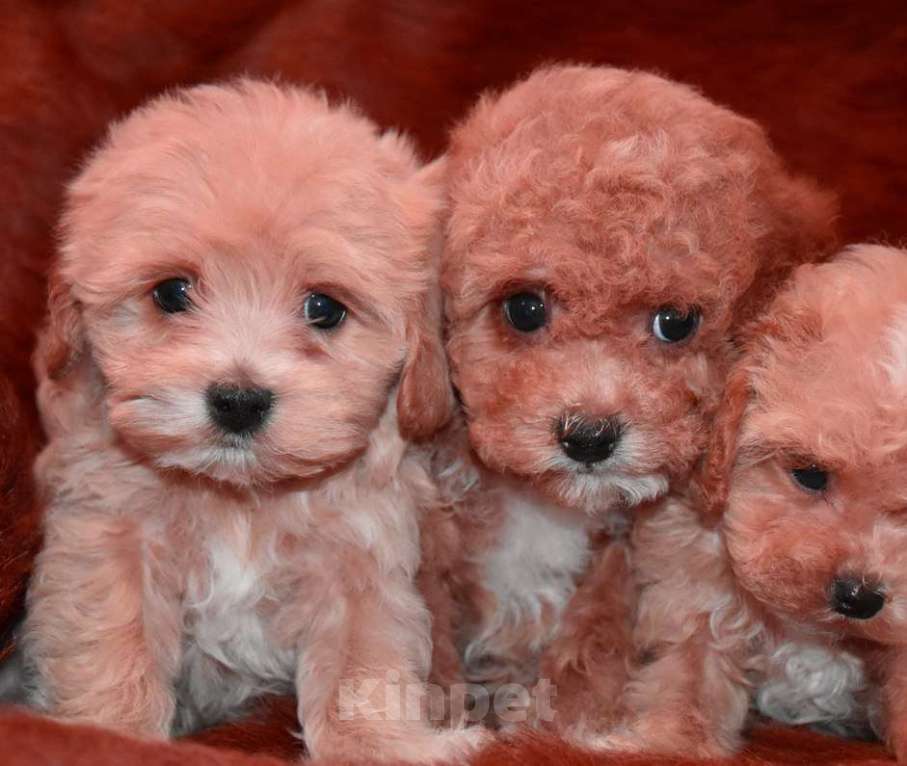 Собаки в Москве: Мальтмпу Ф1 с документами из питомника Мальчик, 80 000 руб. - фото 6