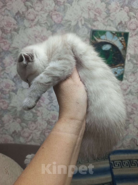 Кошки в Москве: Необыкновенная вислоухая кошечка таби поинт Девочка, 15 000 руб. - фото 6