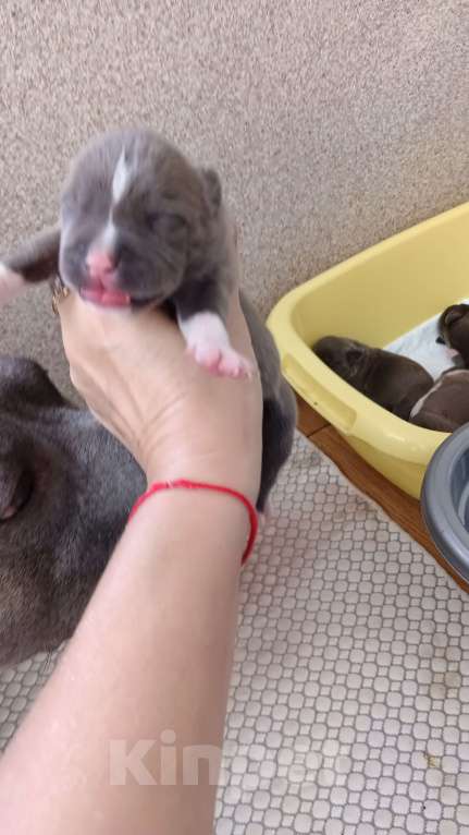 Собаки в Новосибирске: Открыты для резерва голубые аст Мальчик, 90 000 руб. - фото 2