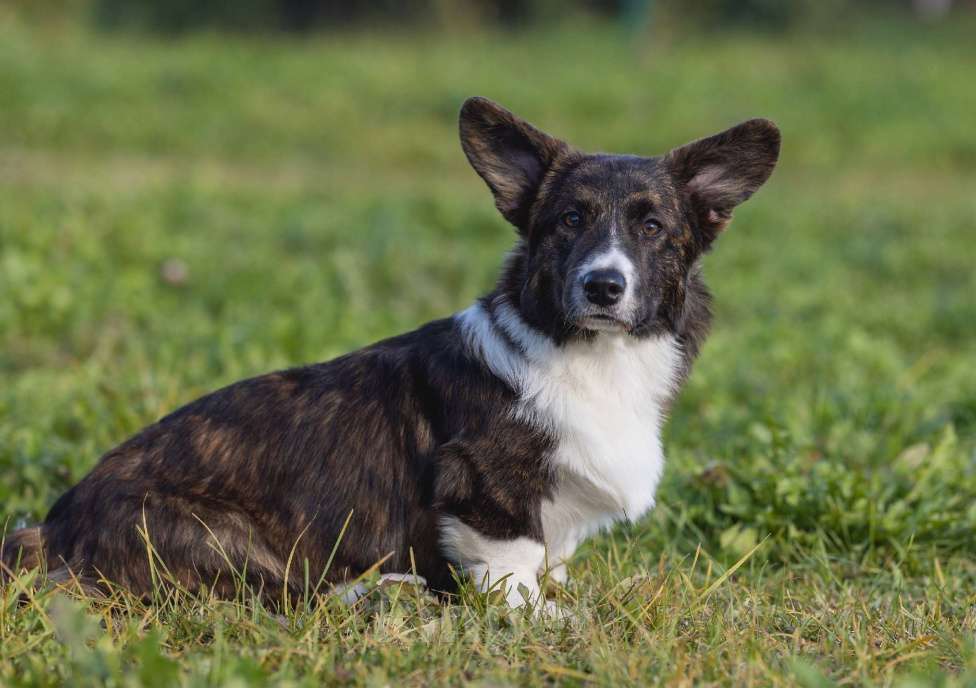 Собаки в Санкт-Петербурге: Великолепный щенок вельш-корги кардиган Мальчик, 50 000 руб. - фото 6