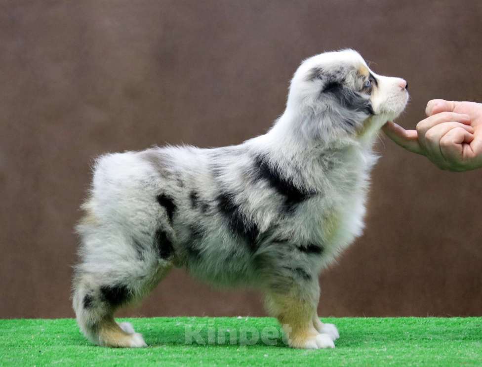 Собаки в Москве: Мини аусси шикарный мальчик Мальчик, 120 000 руб. - фото 3