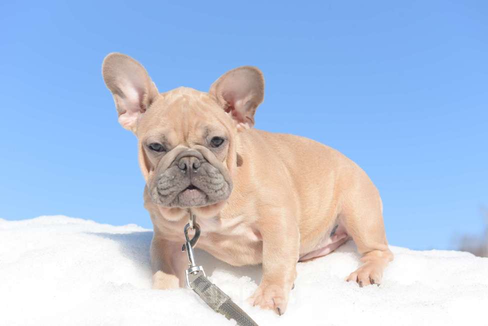 Собаки в Москве: Девочка, палевоголубая красотка Девочка, 65 000 руб. - фото 1