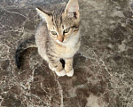 Кошки в Москве: Котенок в хорошие добрые руки Девочка, Бесплатно - фото 3