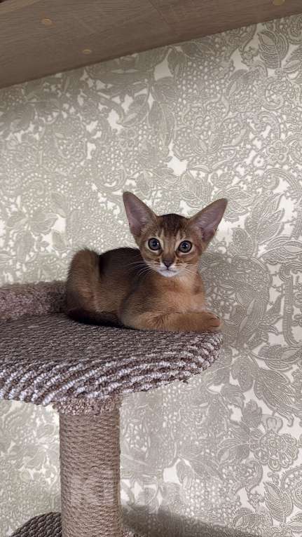 Кошки в Краснодаре: Абиссинские котята готовы к переезду  Девочка, 30 000 руб. - фото 3