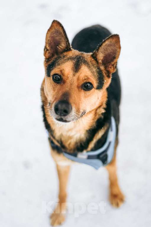 Собаки в Москве: Уникальный Шурик ищет дом Мальчик, Бесплатно - фото 2