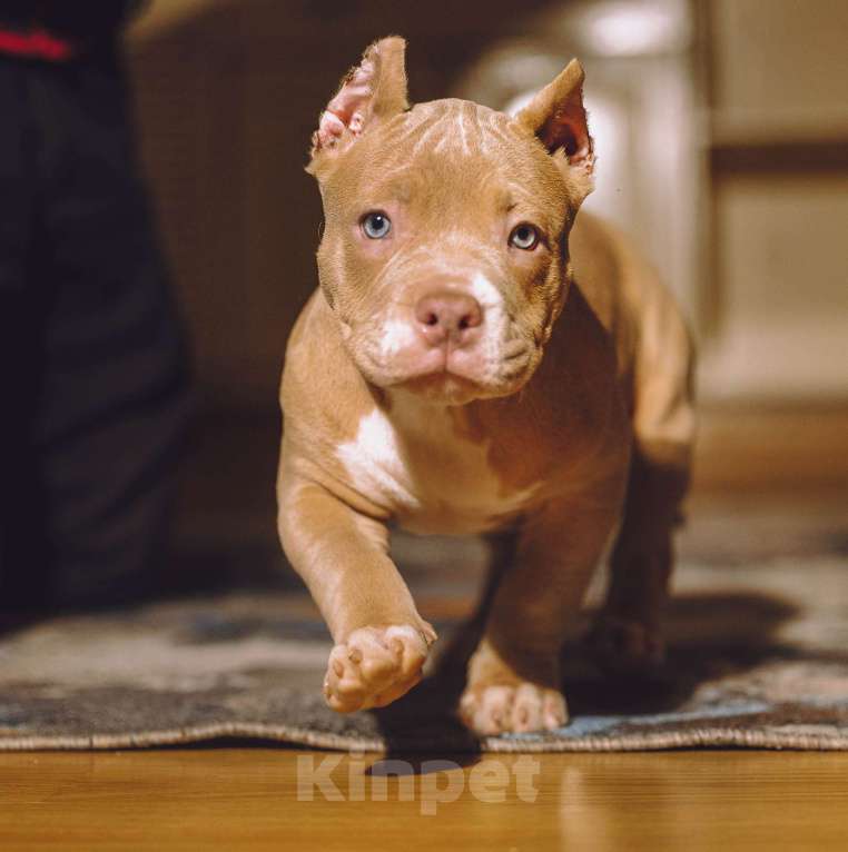 Собаки в Москве: Щенки Американского булли Девочка, 150 000 руб. - фото 5