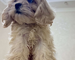 Собаки в Москве: Мальтипу лучший малыш Мальчик, Бесплатно - фото 9