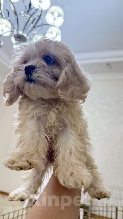 Собаки в Москве: Мальтипу лучший малыш Мальчик, Бесплатно - фото 9