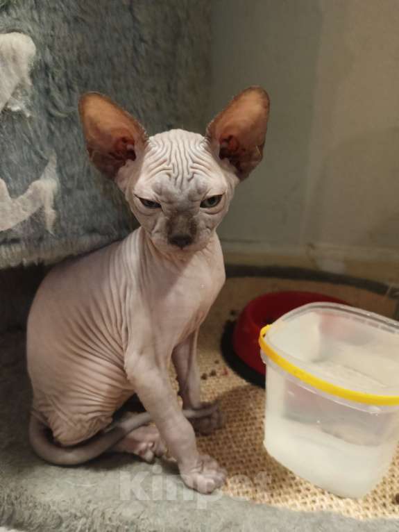 Кошки в Москве: Мальчик шоколад  Мальчик, 30 000 руб. - фото 2