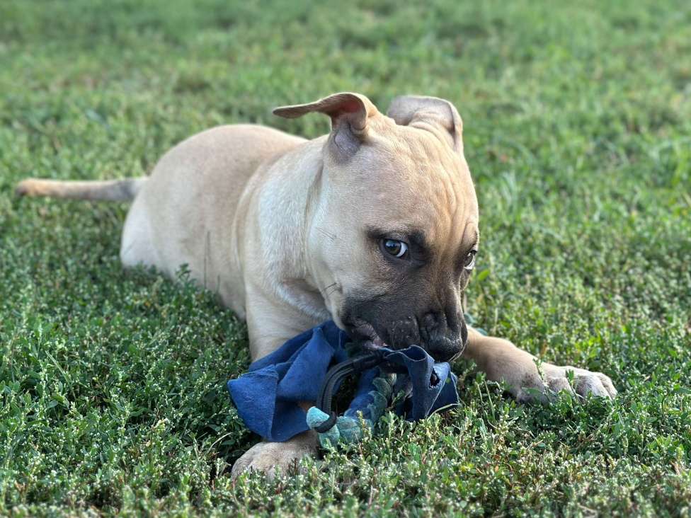 Собаки в других городах Воронежской области: Щенки американского пит-бультерьера Девочка, 80 000 руб. - фото 3