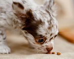 Собаки в Санкт-Петербурге: Чихуахуа мрамор шоколадный. Мальчик, 40 000 руб. - фото 5
