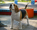 Собаки в Белгороде: Кобель для вязки Мальчик, 10 000 руб. - фото 1