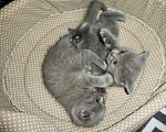 Кошки в Малмыже: Шотландские котята, 5 500 руб. - фото 3